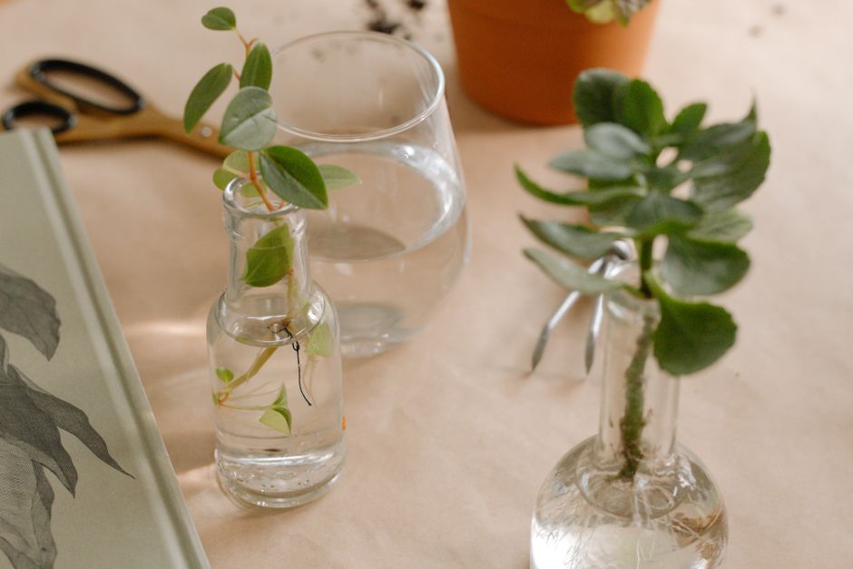 Entretenir un bouquet : astuces pour le garder plus longtemps